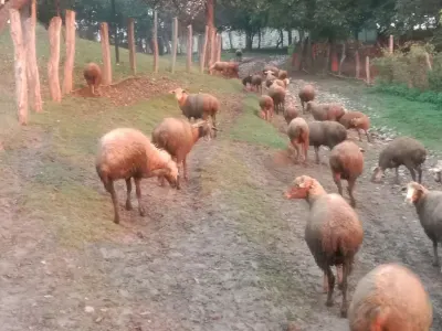 Qoyunlar — Heyvanlar, Quşlar, Balıqlar, Quba