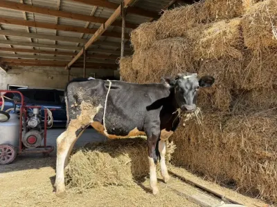 Dana — Heyvanlar, Quşlar, Balıqlar, Bakı