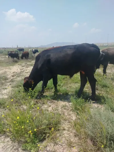 Danalar — Heyvanlar, Quşlar, Balıqlar, Bakı