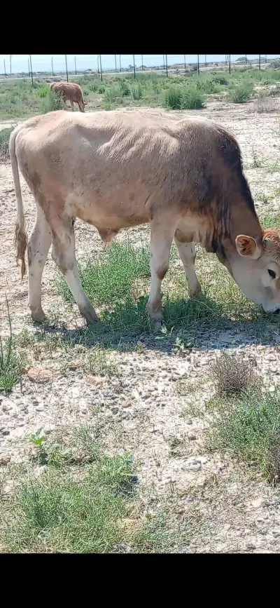 Danalar — Heyvanlar, Quşlar, Balıqlar, Bakı — şəkil 2