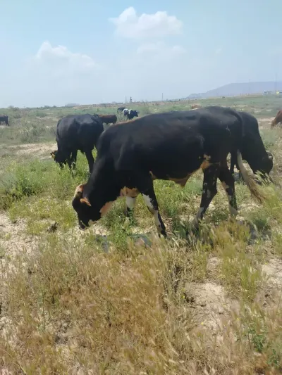 Danalar — Heyvanlar, Quşlar, Balıqlar, Bakı — şəkil 8