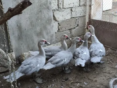 Ördəklər — Heyvanlar, Quşlar, Balıqlar, Bakı