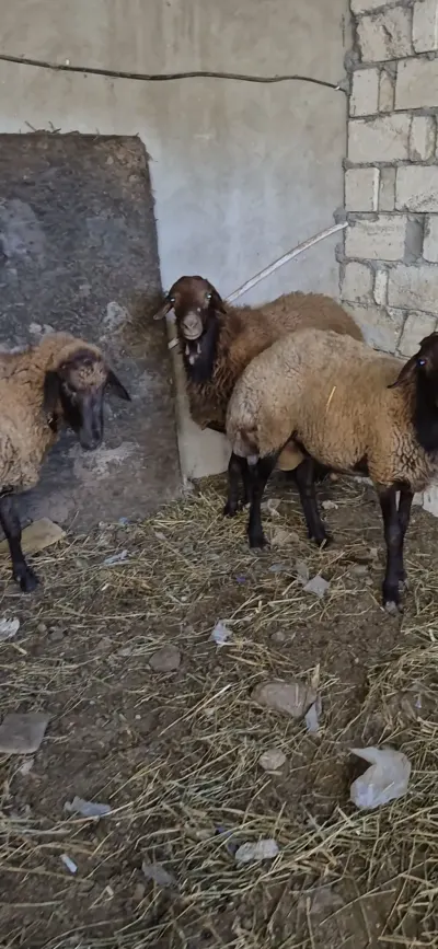 Qoçlar — Heyvanlar, Quşlar, Balıqlar, Bakı