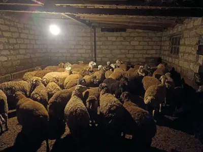 Quzular — Heyvanlar, Quşlar, Balıqlar, Yevlax — şəkil 3