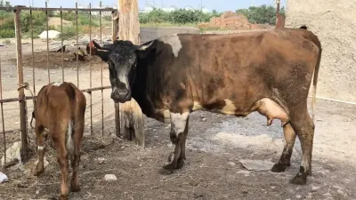 Balalı inək — Heyvanlar, Quşlar, Balıqlar, Sumqayıt