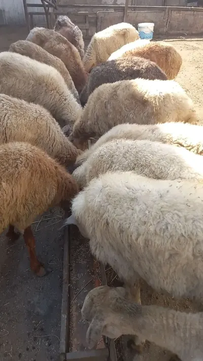 Qoyunlar — Heyvanlar, Quşlar, Balıqlar, Bakı