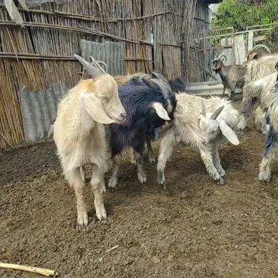 Çəpiş — Heyvanlar, Quşlar, Balıqlar, Ağdaş — şəkil 2