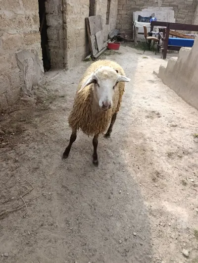 Toğlular — Heyvanlar, Quşlar, Balıqlar, Bakı — şəkil 2