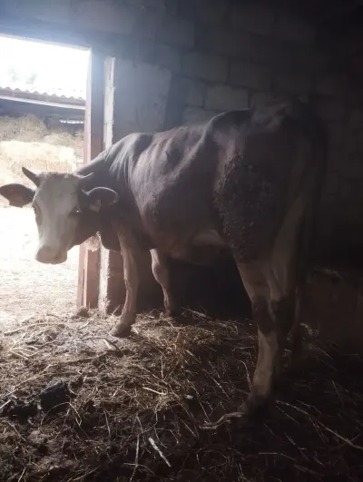 İnək — Heyvanlar, Quşlar, Balıqlar, Xaçmaz