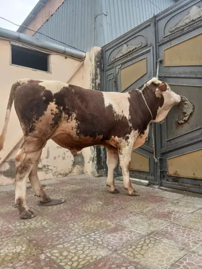 Dana — Heyvanlar, Quşlar, Balıqlar, Bakı — şəkil 2