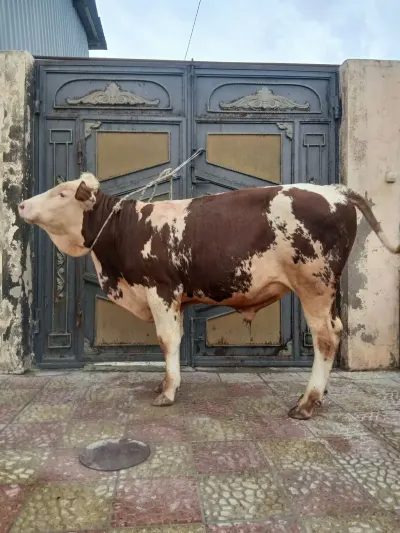 Dana — Heyvanlar, Quşlar, Balıqlar, Bakı — şəkil 3