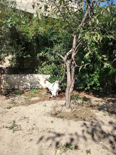 Xoruz — Heyvanlar, Quşlar, Balıqlar, Bakı — şəkil 4