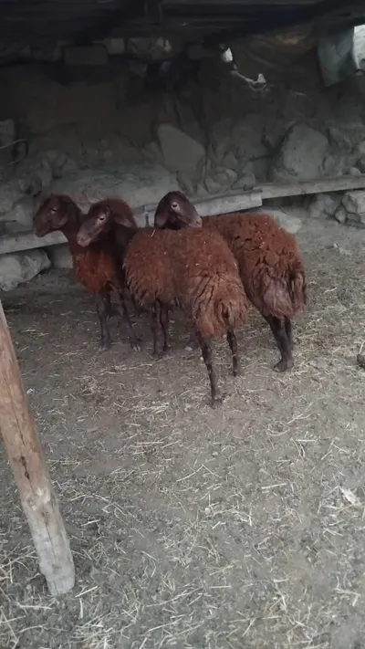 Qoyunlar — Heyvanlar, Quşlar, Balıqlar, Bakı
