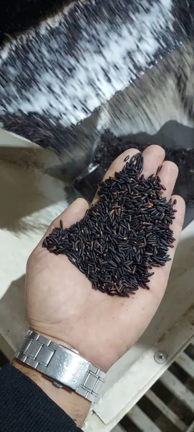 Qara düyü — Dənlilər, Otlar Yemlər,  Bitkilər, Lənkəran