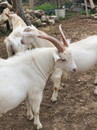 Keçilər — Heyvanlar, Quşlar, Balıqlar, Bakı