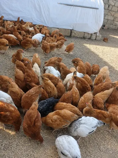 Çolpalar — Heyvanlar, Quşlar, Balıqlar, Lənkəran