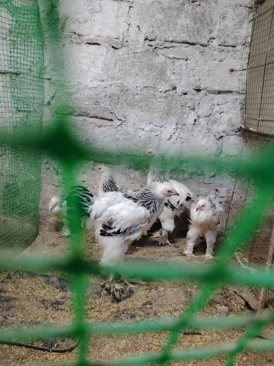 Çolpalar — Heyvanlar, Quşlar, Balıqlar, Bakı — şəkil 3