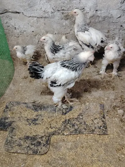 Çolpalar — Heyvanlar, Quşlar, Balıqlar, Bakı — şəkil 2