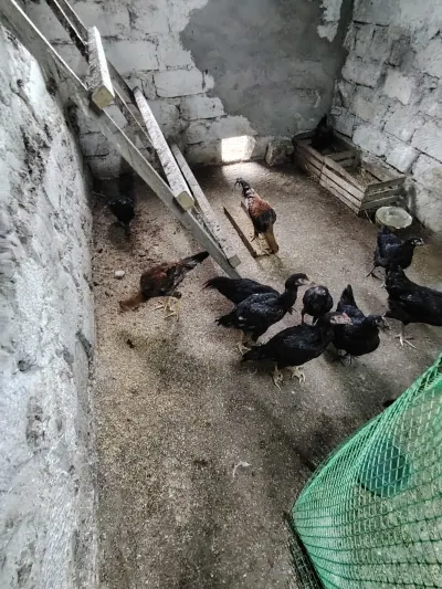 Çolpalar — Heyvanlar, Quşlar, Balıqlar, Bakı — şəkil 3