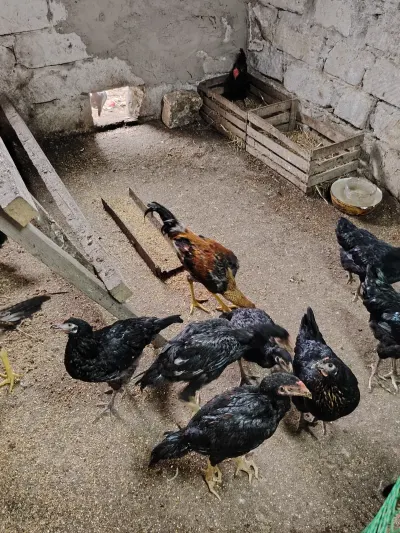 Çolpalar — Heyvanlar, Quşlar, Balıqlar, Bakı — şəkil 2
