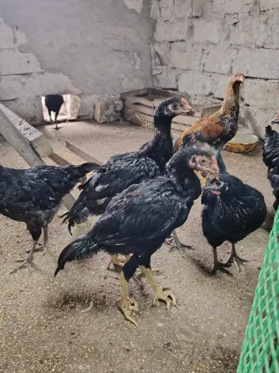 Çolpalar — Heyvanlar, Quşlar, Balıqlar, Bakı