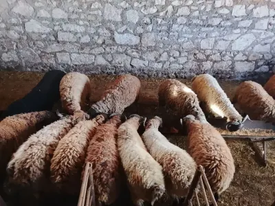 Quzular — Heyvanlar, Quşlar, Balıqlar, Şəmkir — şəkil 2