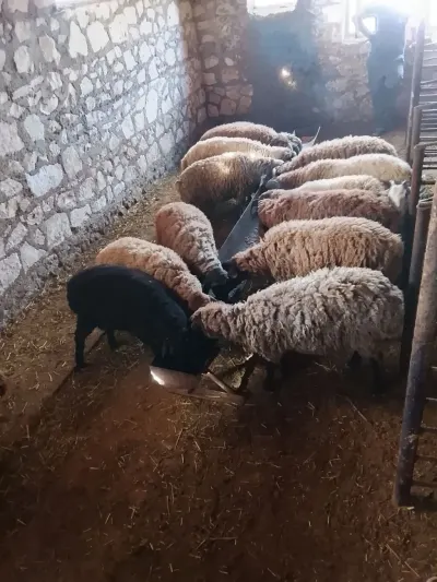 Quzular — Heyvanlar, Quşlar, Balıqlar, Şəmkir