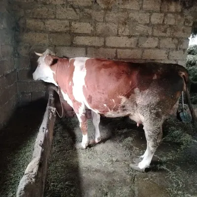 Balalı inək — Heyvanlar, Quşlar, Balıqlar, Xaçmaz — şəkil 3