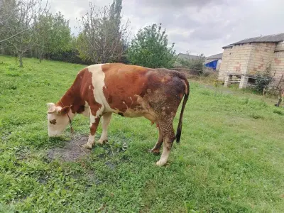 Balalı inək — Heyvanlar, Quşlar, Balıqlar, Xaçmaz