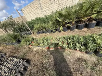 Aloe vera — Dənlilər, Otlar Yemlər,  Bitkilər, Bakı — şəkil 2