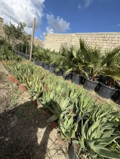 Aloe vera — Dənlilər, Otlar Yemlər,  Bitkilər, Bakı
