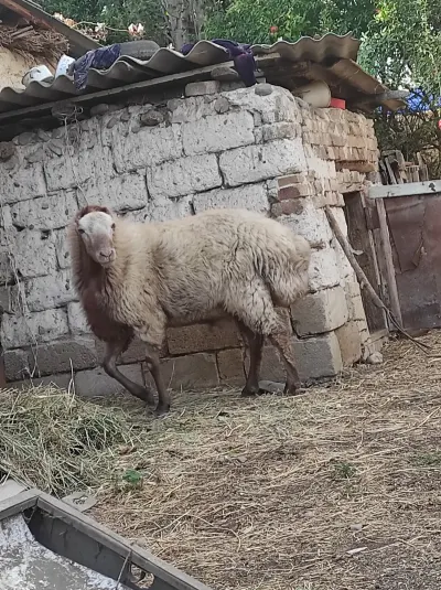 Qoç — Heyvanlar, Quşlar, Balıqlar, Goranboy