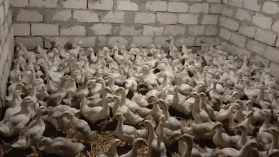 Pekin ördəyi — Heyvanlar, Quşlar, Balıqlar, Kürdəmir