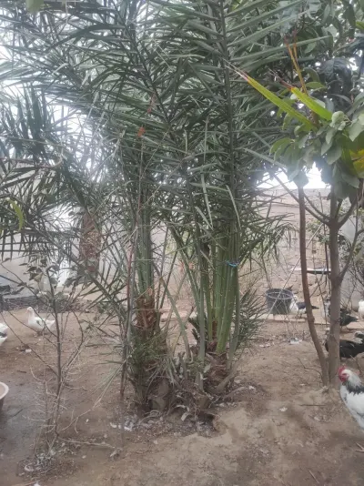 Palma tingi — Dənlilər, Otlar Yemlər,  Bitkilər, Bakı