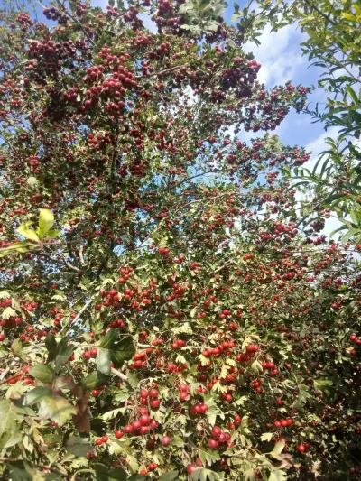 Yemişan — Dənlilər, Otlar Yemlər,  Bitkilər, Bakı
