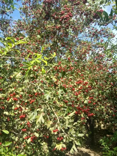 Yemişan — Dənlilər, Otlar Yemlər,  Bitkilər, Bakı — şəkil 2