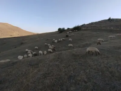 Qoyunlar — Heyvanlar, Quşlar, Balıqlar, Lerik