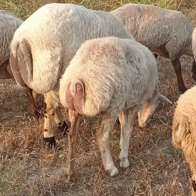 Qoyunlar — Heyvanlar, Quşlar, Balıqlar, Oğuz — şəkil 2