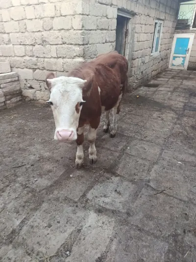 Düyə — Heyvanlar, Quşlar, Balıqlar, Bakı — şəkil 2