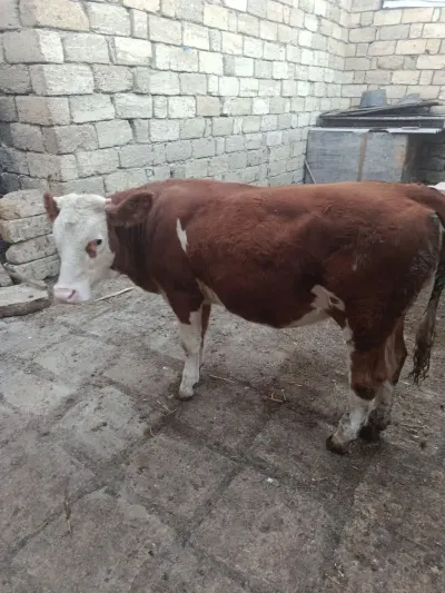 Düyə — Heyvanlar, Quşlar, Balıqlar, Bakı