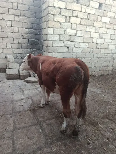 Düyə — Heyvanlar, Quşlar, Balıqlar, Bakı — şəkil 3