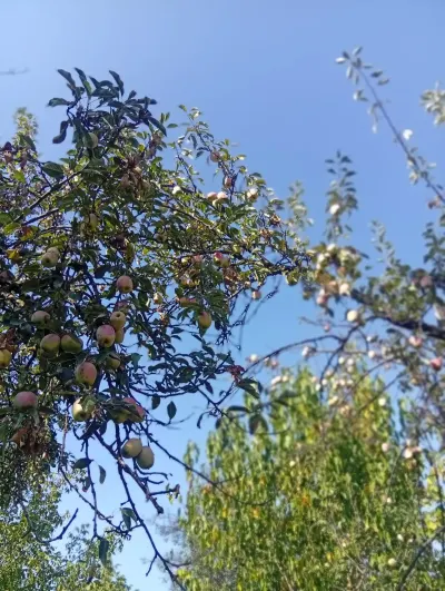 Alma — Meyvə və Giləmeyvə, Qəbələ — şəkil 2