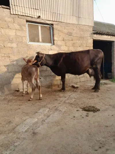 Balalı inək — Heyvanlar, Quşlar, Balıqlar, Bakı