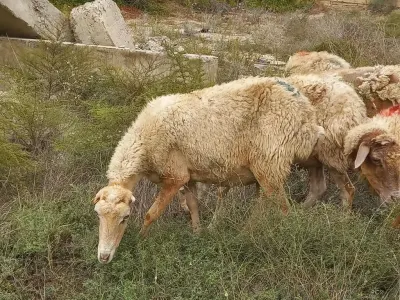 Qoyunlar — Heyvanlar, Quşlar, Balıqlar, Bakı — şəkil 4