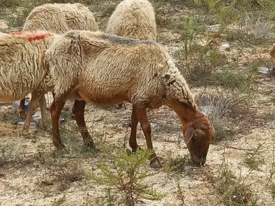 Qoyunlar — Heyvanlar, Quşlar, Balıqlar, Bakı — şəkil 2