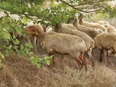 Qoyunlar — Heyvanlar, Quşlar, Balıqlar, Bakı