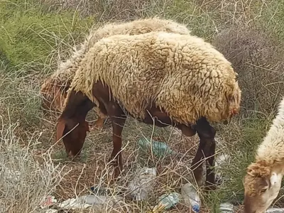 Qoyunlar — Heyvanlar, Quşlar, Balıqlar, Bakı — şəkil 3