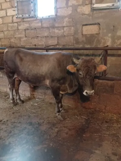 Danalar — Heyvanlar, Quşlar, Balıqlar, Xırdalan — şəkil 3