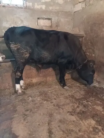 Danalar — Heyvanlar, Quşlar, Balıqlar, Xırdalan
