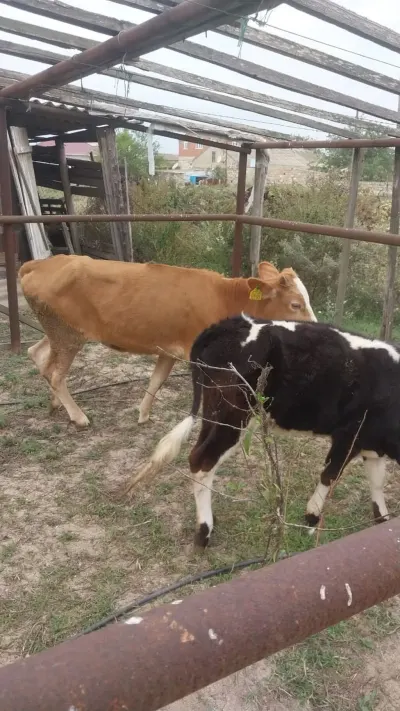buzovlar — Heyvanlar, Quşlar, Balıqlar, Bakı